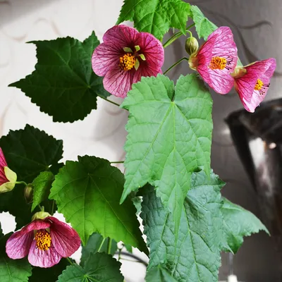 Семена Абутилон Комнатный клен, 1 уп Цветущий сад 122901256 купить в  интернет-магазине Wildberries
