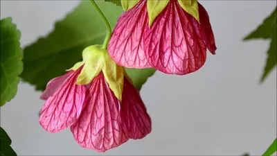 АБУТИЛОН (комнатный клен), семена цветы | AliExpress