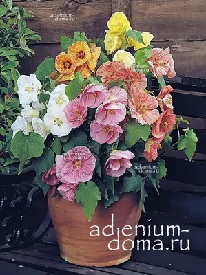 Абутилон (Abutilon) - Комнатные растения Буква «А» - цветочный портал Ваш  Сад!