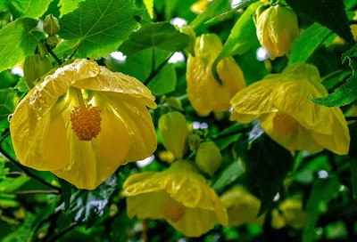 Абутилон (Abutilon) - Комнатные растения Буква «А» - цветочный портал Ваш  Сад!