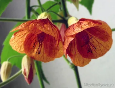 Абутилон цветок (28 фото) - 28 фото