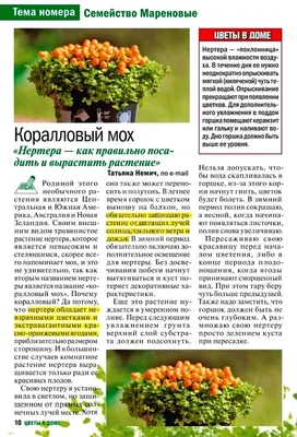 Абутилон (комнатный клен),доставка – купить в Екатеринбурге, цена 250 руб.,  продано 24 ноября 2018 – Растения и семена