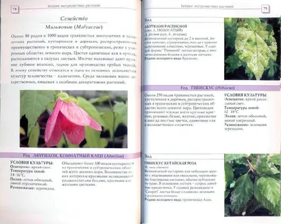 Нертера (коралловый мох) | Растения, Комнатное садоводство, Садоводство