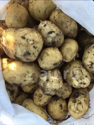 4 сорта картофеля: какой затмил Адретту? | уДачный проект | Дзен