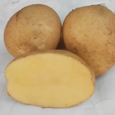 Семенной картофель сорт Адретта | ООО «ПремиумАгро». Сельское хозяйство