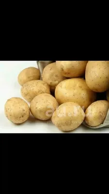 Отдаю предпочтение высокоурожайному сорту картофеля Адретта — урожая  хватает до следующего | Лайфхаки и полезные советы | Дзен