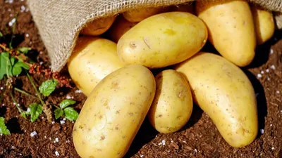 Купить семена картофеля адретта в интернет магазине недорого — купить по  низкой цене на Яндекс Маркете
