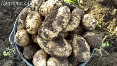 На следующий год сажаем только такую картошку: самые ранние, урожайные и  вкусные сорта картофеля