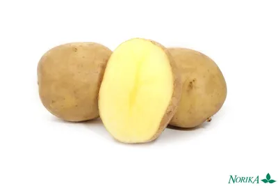 АДРЕТТА сортовой картофель в Новосибирске на весну 2024 с доставкой по  России