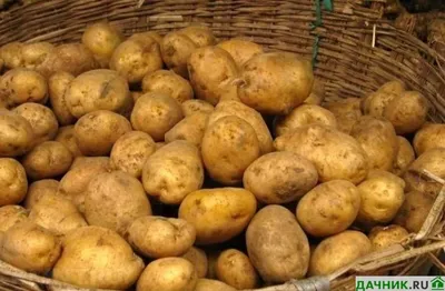 Картофель Адретта (Adretta) | Сорта картофеля