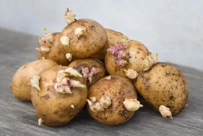 Продается картофель сорт Адретта. – купить в Пензе, цена 40 руб., продано 7  ноября – Продукты питания