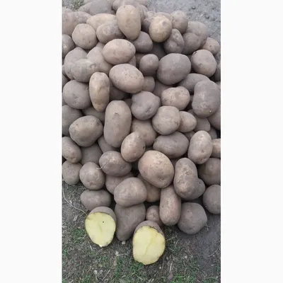 Семена Картофеля Адретта – купить на OZON по низкой цене