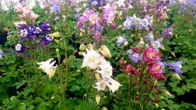 Аквилегия \"Earlybird Purple White\" купить в питомнике растений с доставкой  по Москве, Московской области и России, рассада, выращивание, посадка и уход