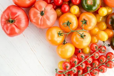 Ни в коем случае не ешьте: кому опасно налегать на помидоры – рассказали  врачи - PrimaMedia.ru
