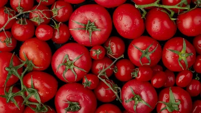 Любители помидор, у кого есть аллергия на них, могут без опаски выбирать  себе эти 7 сортов томатов | Дневник активных пенсионеров | Дзен