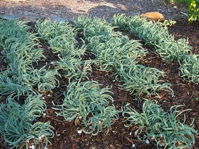 Семена Набор 9 трав Альпийская горка (а/ф Аэлита) купить за 86 р. в садовом  центре АСТ Медовое