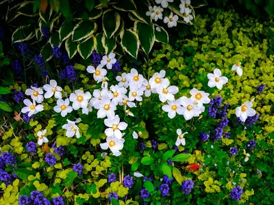 Анемоны, такие разные в моем саду. Пополнение коллекции.: Группа Клумбы и  цветники