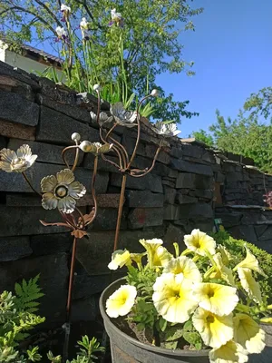 Садовый центр \"Landes\" - Анемона японская- это очень нежное и изысканное  травянистое растение 🌱 Цветы анемоны реагирует трепетом лепестков даже на  самый слабый ветерок, что придаст лёгкость Вашему осеннему саду 🕊 |  Facebook