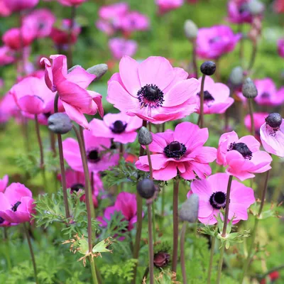 Непритязательные цветы, которые украсят вашу клумбу. Анемоны в саду |  Ландшафтный дизайн | Дзен