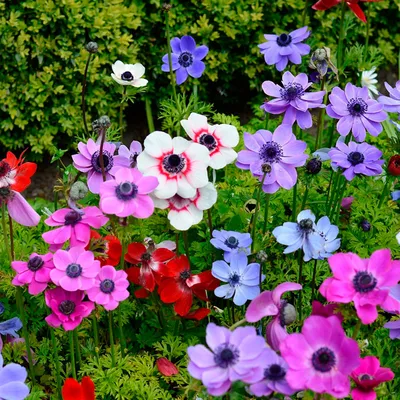 Неприхотливая анемона японская: красивый цветник с конца лета до середины  осени | Что посадить? | Дзен