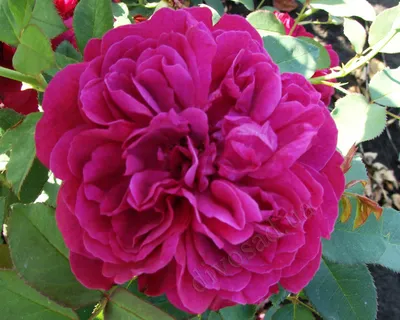 Английские розы в саду фото фотографии