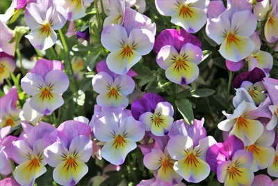 Цветок Анютины Глазки Весна - Бесплатное фото на Pixabay - Pixabay