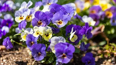 Анютины Глазки Violaceae Цветок - Бесплатное фото на Pixabay - Pixabay