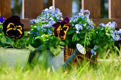 Цветы анютины глазки viola tricolor в саду | Премиум Фото