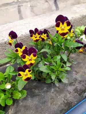 Виолы, анютины глазки Цветущий сад МЦП Виола крупноцветковая - купить по  выгодным ценам в интернет-магазине OZON (788064337)