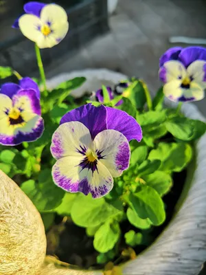 Анютины глазки: выращиваем цветы в домашних условиях