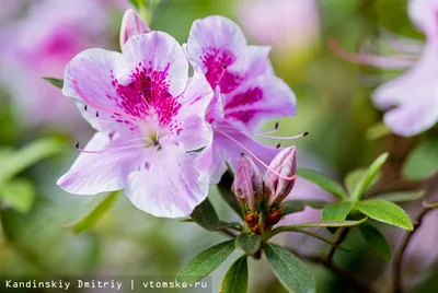 Рододендрон, азалия садовая (Rhododendron). Уход за садовой азалией.