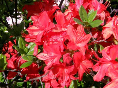 Азалия в традиционном японском саду Стоковое Фото - изображение  насчитывающей расцвет, промахов: 171148296