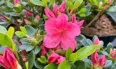 Азалия. азалии весны. цветущие розовые азалии в ботаническом саду Стоковое  Изображение - изображение насчитывающей бутика, красивейшее: 248460413