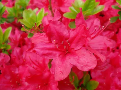 Мои любимые 6 кустарников с розовым цветением | Цвети мой сад | Дзен