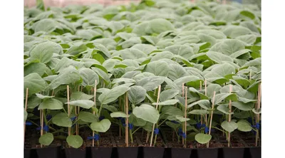 Выращивание рассады баклажан - посадка, уход, фото, как вырастить и собрать  урожай - «Блог Флориум.юа» 2024