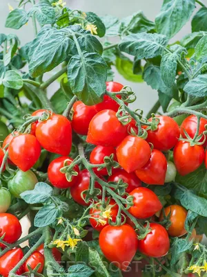 Карликовые помидоры для космоса и четырехцветный перец. Как выглядит балкон  городского огородника из Минска?