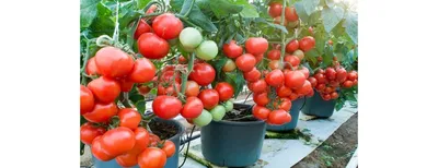 Любите помидоры, но нет садового участка? Не проблема! Выращиваем томаты  дома | Садовая коллекция Натальи | Дзен