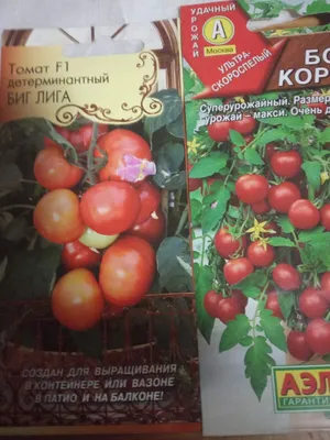 Выращивание комнатных томатов зимой — Soncesad Выращивание комнатных  томатов зимой — Soncesad