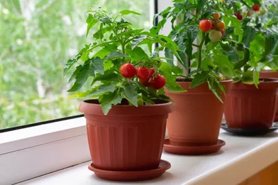 Балконные помидоры: особенности и нюансы выращивания | Садовый уголок | Дзен