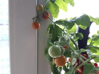 Имеем сад, но решили посадить балконные помидоры. Что получиться.  Эксперимент. | Велена Бабина | Дзен