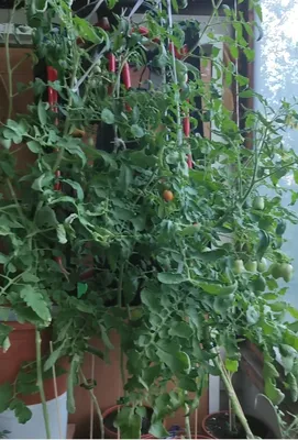 Как долго живут балконные помидоры?. - Выращивание томатов на балконе или в  комнате?