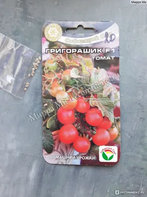 Комнатные томаты Выращивание томатов зимой - YouTube