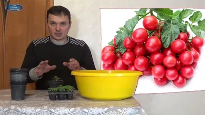 Семена овощей для посадки дома Балконные томаты (4 разных пакетика) |  AliExpress