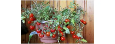 Выращивания на балконе и лоджии: огурцов, помидоров, цветов, грибов