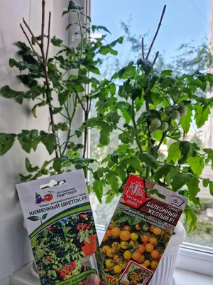 Семена Томат Geolia «Балконное чудо» по цене 33 ₽/шт. купить в Москве в  интернет-магазине Леруа Мерлен