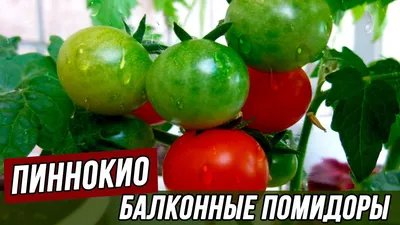 Комнатные помидоры (Каменный цветок и Балконный желтый) | Лягушка-Царевна |  Дзен