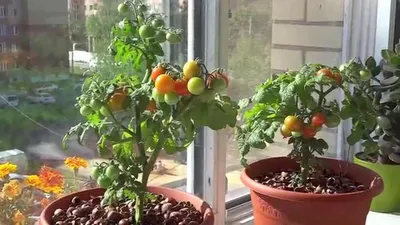 Балконные помидоры Пиноккио - YouTube