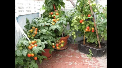 Балкон помидор семян Монте-Карло - Цена: €1.95