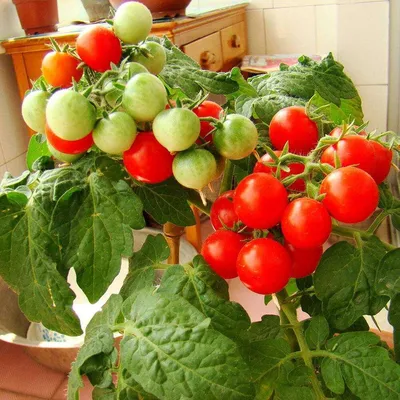 Семена томатов (помидор) Балконное Чудо купить в Украине | Веснодар