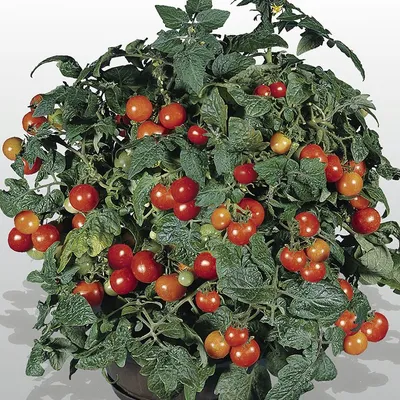 Семена томатов (помидор) для балкона - купить семена с доставкой по РФ